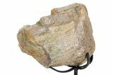 Fossil Sauropod Vertebra Section w/ Metal Stand - Colorado #304855-3